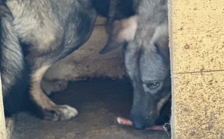 Sensibler Felio sucht geduldige Menschen