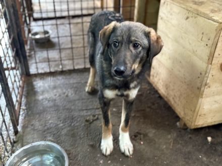 Sensibler Felio sucht geduldige Menschen