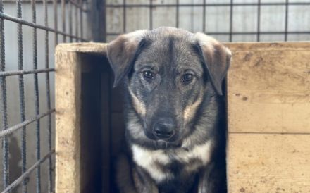 Sensibler Felio sucht geduldige Menschen