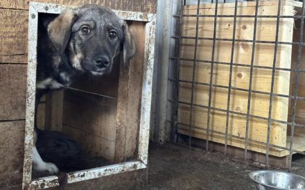 Sensibler Felio sucht geduldige Menschen