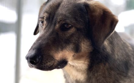 Sensibler Felio sucht geduldige Menschen