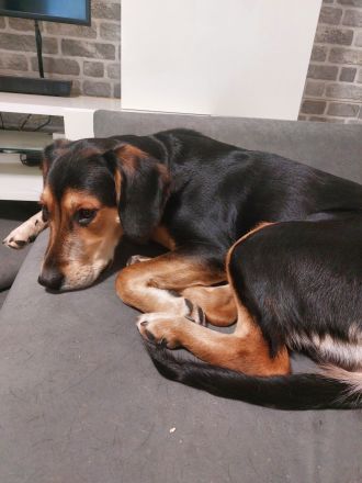 Entlebucher sennenhund mix