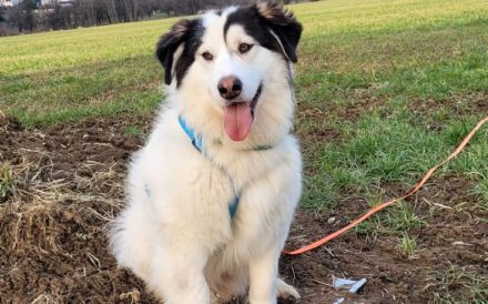 Unser gemütlicher Rüde Bud sucht sein Zuhause.