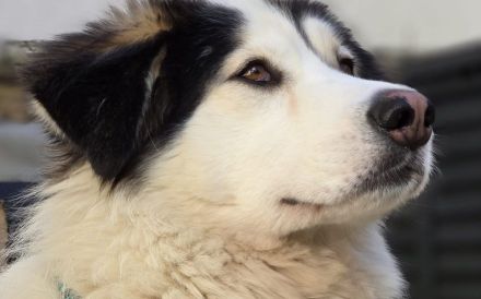 Unser gemütlicher Rüde Bud sucht sein Zuhause.