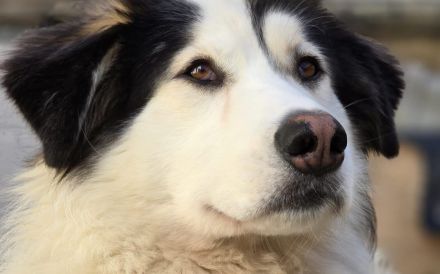Unser gemütlicher Rüde Bud sucht sein Zuhause.