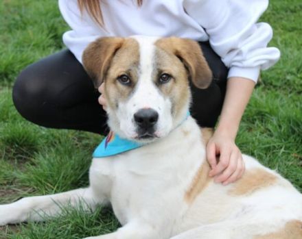 Aller guten Dinge sind drei. Dreibeiniger Yaro kommt mit Rolli zu dir.