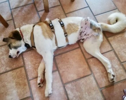 Aller guten Dinge sind drei. Dreibeiniger Yaro kommt mit Rolli zu dir.