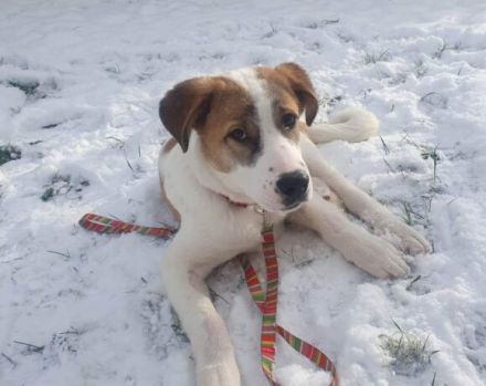 Aller guten Dinge sind drei. Dreibeiniger Yaro kommt mit Rolli zu dir.