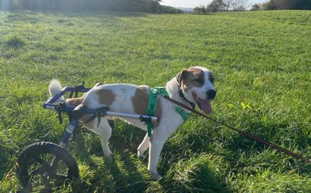 Aller guten Dinge sind drei. Dreibeiniger Yaro kommt mit Rolli zu dir.