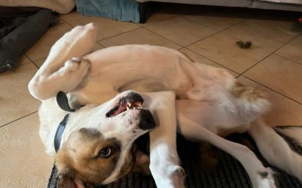 Aller guten Dinge sind drei. Dreibeiniger Yaro kommt mit Rolli zu dir.