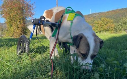 Aller guten Dinge sind drei. Dreibeiniger Yaro kommt mit Rolli zu dir.