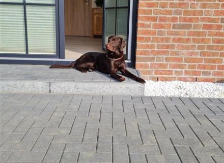 Deckrüde-Labrador-braun