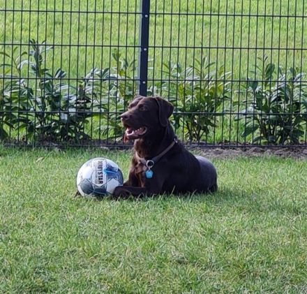 Deckrüde-Labrador-braun