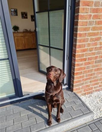 Deckrüde-Labrador-braun