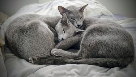 Cattery vom Breidter Rücken