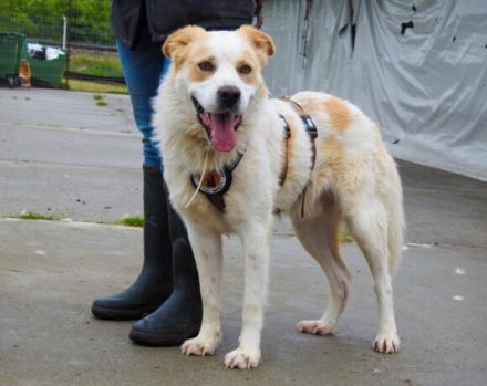 Wunderschöner junger Rüde Kiran sucht ein Zuhause.