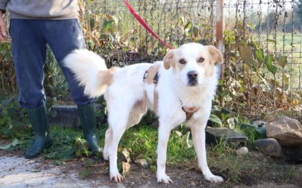 Wunderschöner junger Rüde Kiran sucht ein Zuhause.