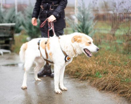 Wunderschöner junger Rüde Kiran sucht ein Zuhause.