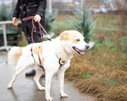 Wunderschöner junger Rüde Kiran sucht ein Zuhause.