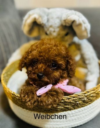 Toy Pudel