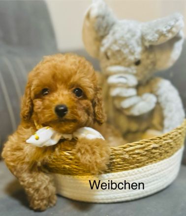 Toy Pudel