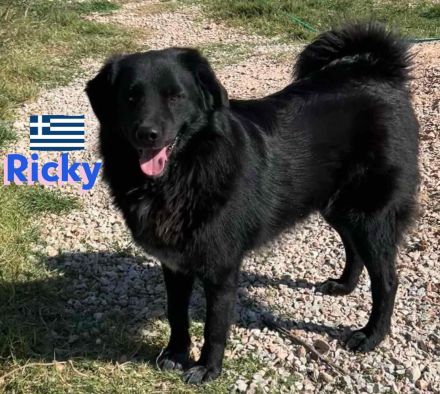 Ricky, 01/22 - sanfter Wuschel sucht Familie