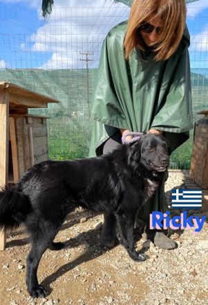 Ricky, 01/22 - sanfter Wuschel sucht Familie