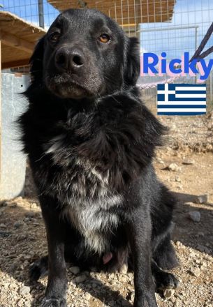 Ricky, 01/22 - sanfter Wuschel sucht Familie