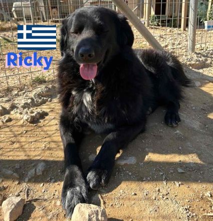 Ricky, 01/22 - sanfter Wuschel sucht Familie