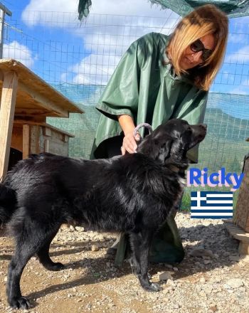 Ricky, 01/22 - sanfter Wuschel sucht Familie
