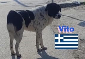 Vito, 08/23 - sanfter Riese sucht Familie