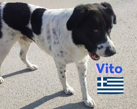 Vito, 08/23 - sanfter Riese sucht Familie