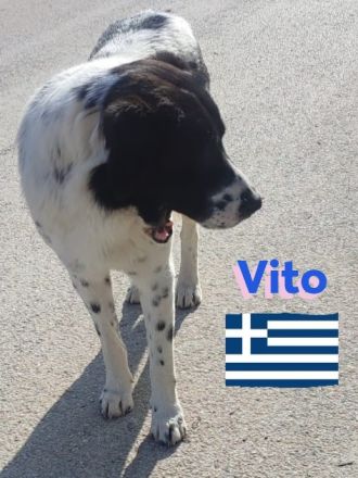 Vito, 08/23 - sanfter Riese sucht Familie