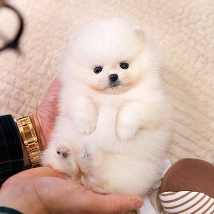 Linda – weiblicher Zwergspitzwelpe