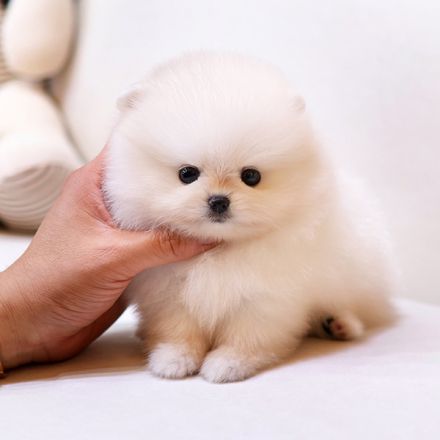 Linda – weiblicher Zwergspitzwelpe