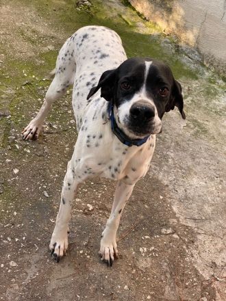 Tissaia, geb. ca. 08/2022, lebt in GRIECHENLAND, auf einer privaten Pflegestelle