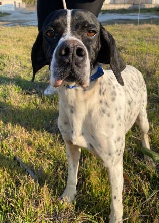 Tissaia, geb. ca. 08/2022, lebt in GRIECHENLAND, auf einer privaten Pflegestelle