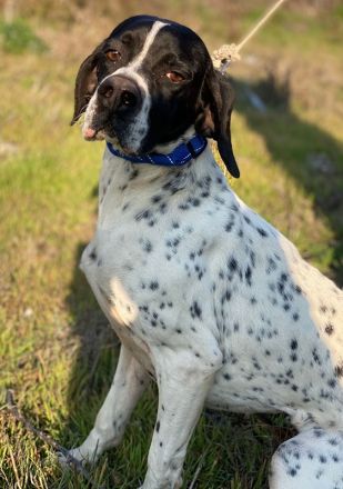 Tissaia, geb. ca. 08/2022, lebt in GRIECHENLAND, auf einer privaten Pflegestelle