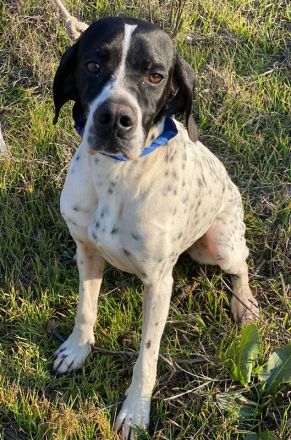 Tissaia, geb. ca. 08/2022, lebt in GRIECHENLAND, auf einer privaten Pflegestelle