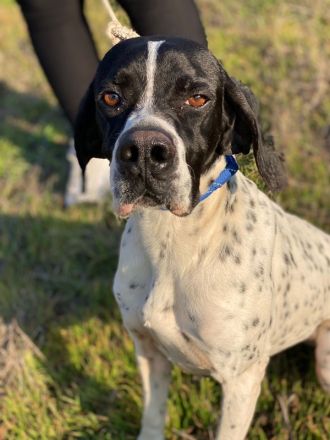 Tissaia, geb. ca. 08/2022, lebt in GRIECHENLAND, auf einer privaten Pflegestelle