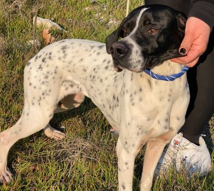 Tissaia, geb. ca. 08/2022, lebt in GRIECHENLAND, auf einer privaten Pflegestelle