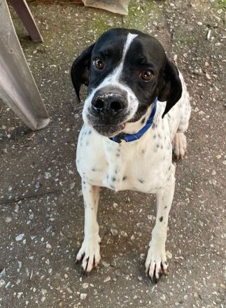 Tissaia, geb. ca. 08/2022, lebt in GRIECHENLAND, auf einer privaten Pflegestelle