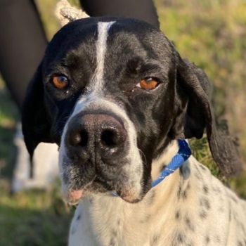 Tissaia, geb. ca. 08/2022, lebt in GRIECHENLAND, auf einer privaten Pflegestelle