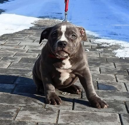 Amarican Staffordshire Welpen