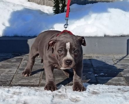 Amarican Staffordshire Welpen