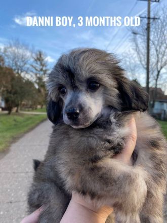 chinesische crested welpen