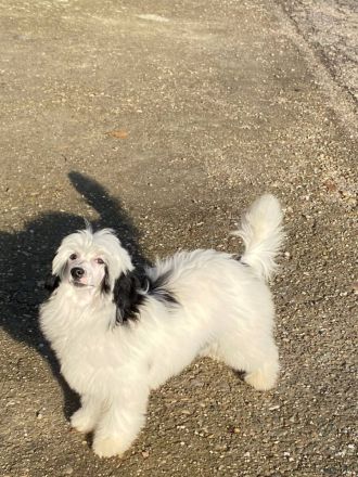 chinesische crested welpen