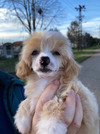 chinesische crested welpen