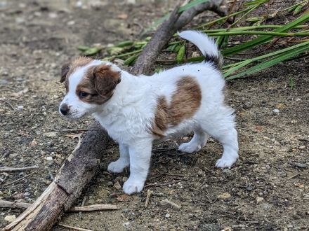 Kromfohrländer vom Lambachtal