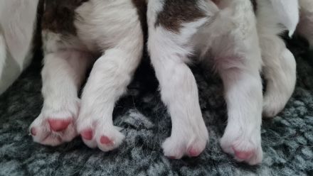 Kromfohrländer vom Lambachtal